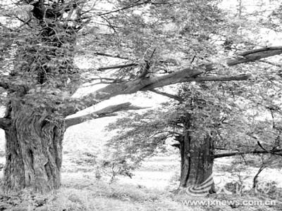 ����������ֳ������ų�����